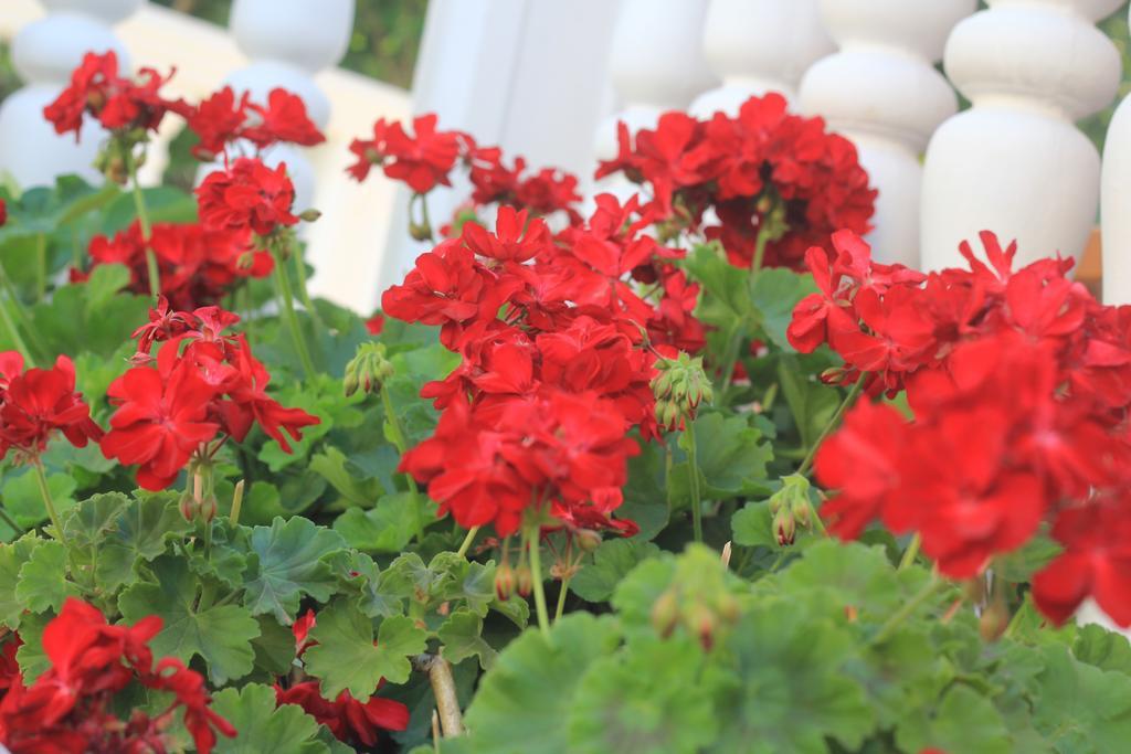 Villa Alla Bed And Breakfast Χέρτσεγκ Νόβι Εξωτερικό φωτογραφία